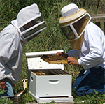 Bee Whisperers