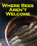Unwanted Bees