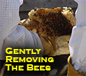 Removing Bees
